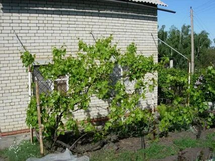 Куда посадить виноград