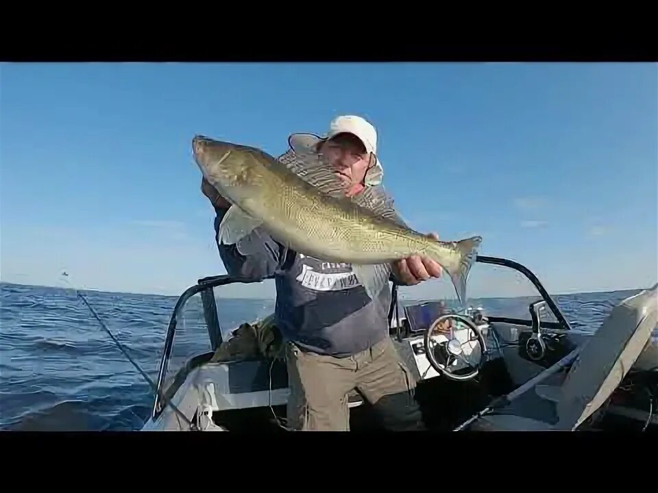 Запрет ловли судака на рыбинском водохранилище. Рыбинское водохранилище какая рыба водится. Запрет ловли судака на рыбинском водохранилище. Мега окунь. Запрет ловли судака на рыбинском водохранилище.