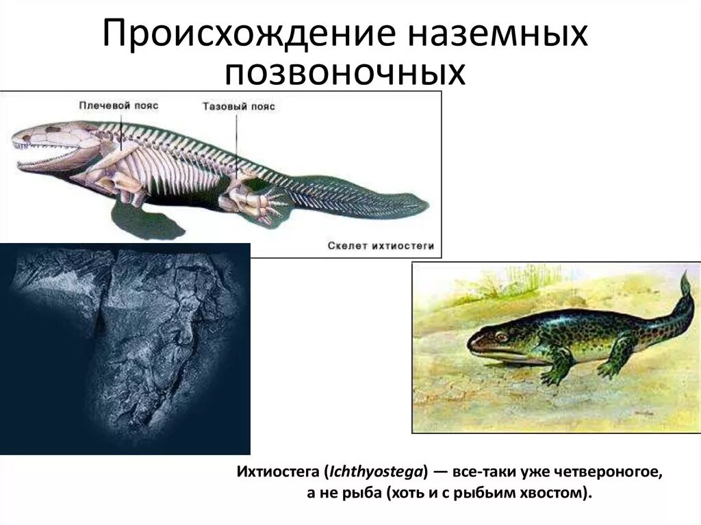 Когда появились первые позвоночные животные. Происхождение наземных позвоночных. Первые наземные позвоночные животные. Появление позвоночных животных. Наземные позвоночные произошли от.