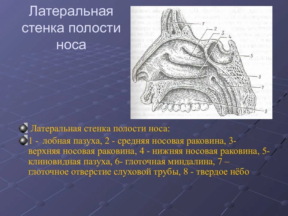 Полость носа особенности строения. Латеральная стенка полости носа анатомия. Кости латеральная стенки носовой полости. Латеральная слегка полости нос. Медиальная стенка полости носа.