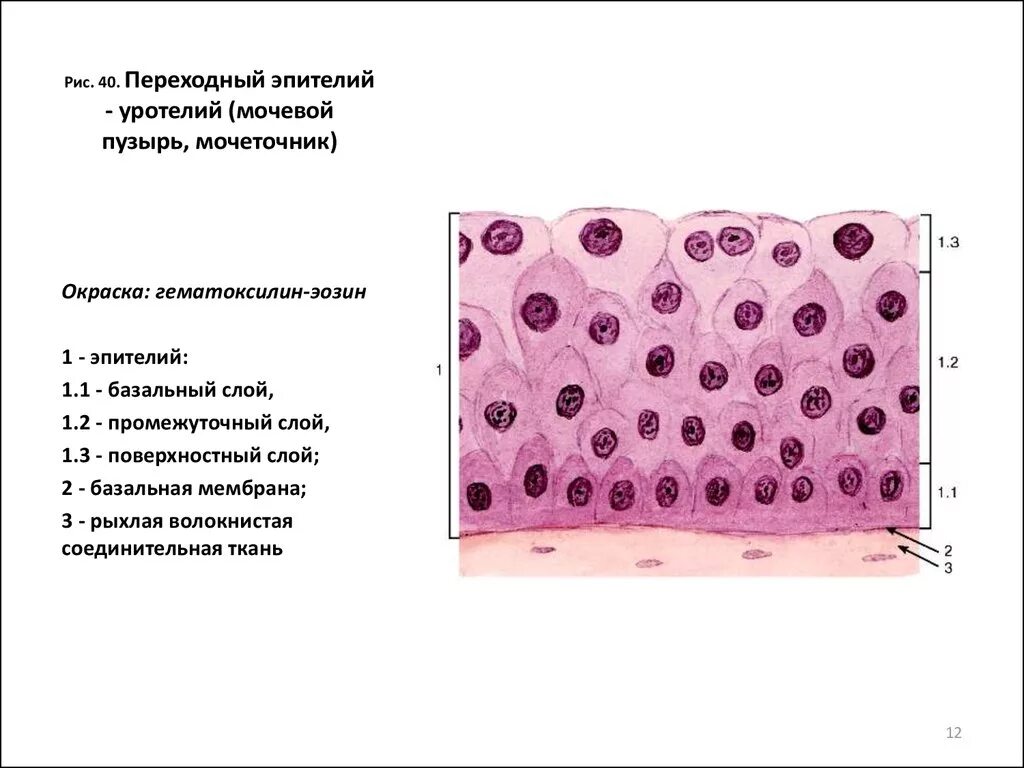 Слои переходного эпителия. Строение переходного эпителия гистология. Многослойный переходный эпителий уротелий. Переходный эпителий мочевого пузыря строение. Переходный эпителий уротелий препарат.