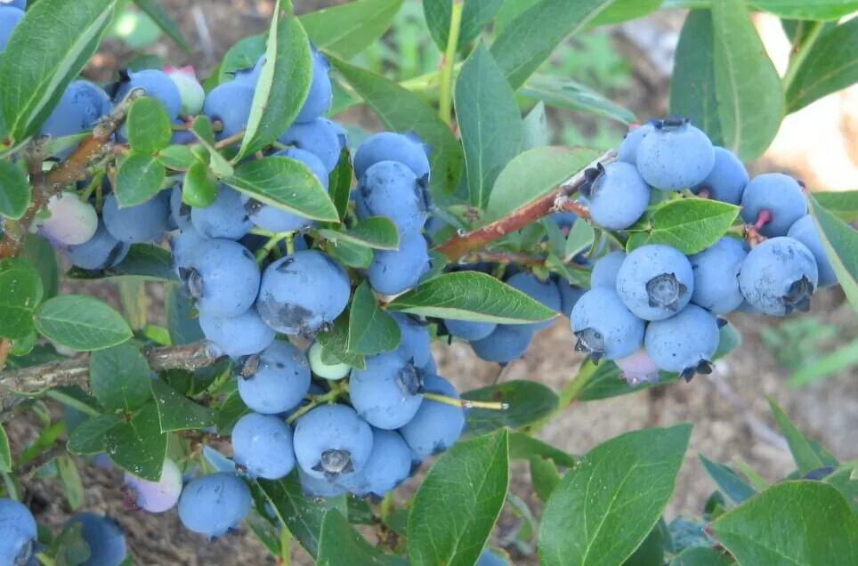 Голубика норт блю. Голубика высокорослая спартан. Голубика высокорослая чандлер. Голубика садовая блюкроп. Голубика высокорослая блюкроп.