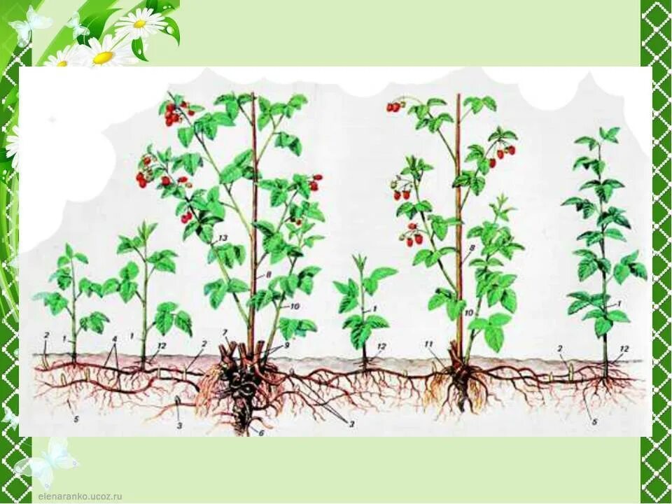 Отличия ремонтантной от обычной. Малина ремонтантная куст. Размножение малины корневыми отпрысками. Корневище малины. Корневыми отпрысками размножаются малина.