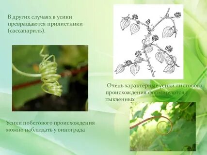 Относятся ли усики гороха к видоизмененным побегам