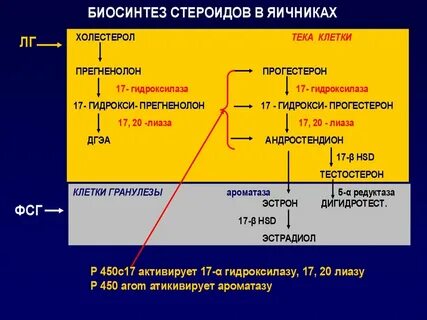 Регуляция репродуктивной системы женщины