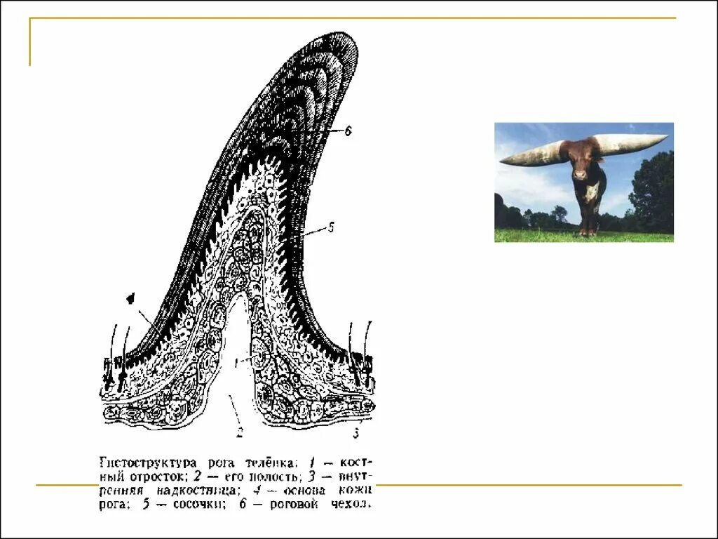 Кожный Рог локализация. Формирование кожного рога;. Роговой чехол.