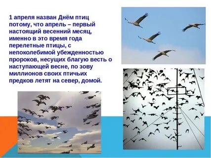 Перелетная птица минус