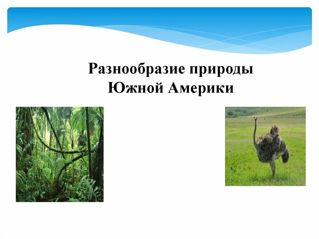 Разнообразие природы южной америки 7 класс. Разнообразие природы Южной Америки. Презентация на тему разнообразие природы Южной Америки. Сообщение о природе Южной Америки. Доклад о разнообразии природы Южной Америки.