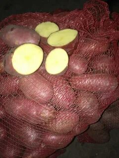 Картофель эволюшен