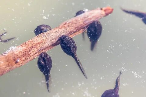 What Else Should You Know About Your Tadpole’s Nutritional Needs? 