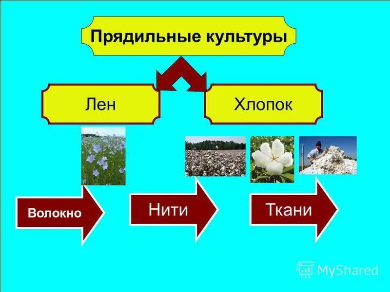 К прядильным культурам относятся. Прядильные культурные растения. Прядильные культурные растения названия. Культурные растения пряди. Прядильные культуры прядильные культуры.