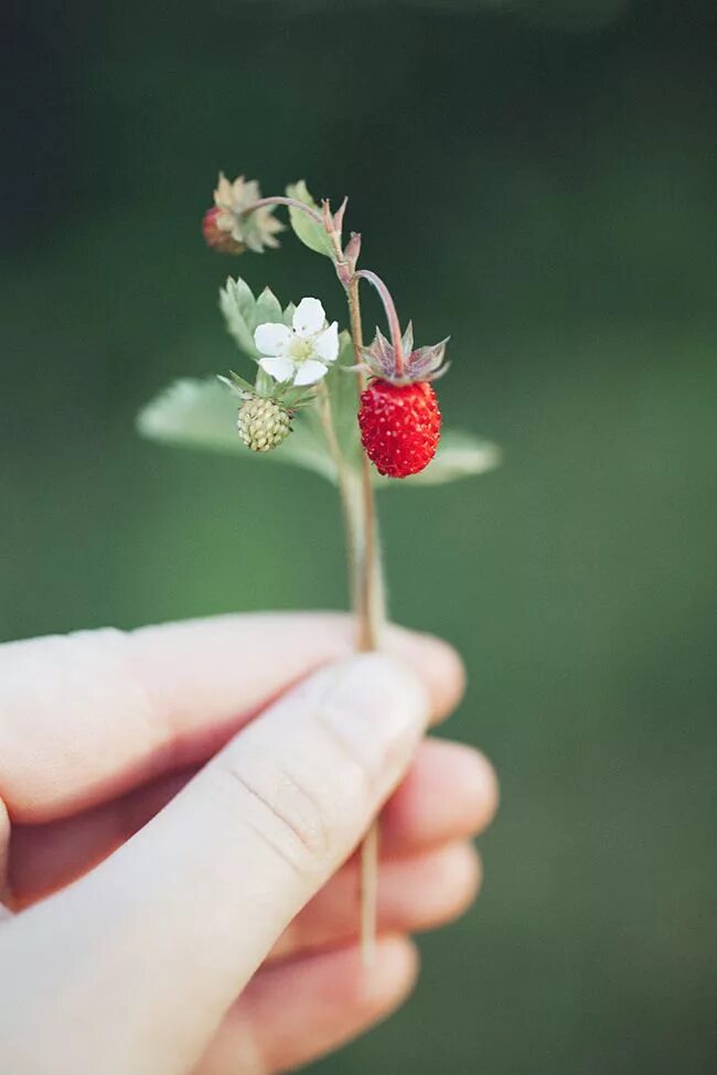 Strawberry flowers