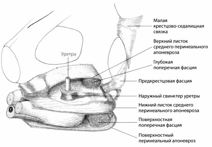 Фасции мочеполовой диафрагмы. Фасции и клетчаточные пространства таза. Апоневроз денонвинье Савищева. Клетчаточные пространства таза топографическая анатомия. Апоневроз Денонвилье Салищева.