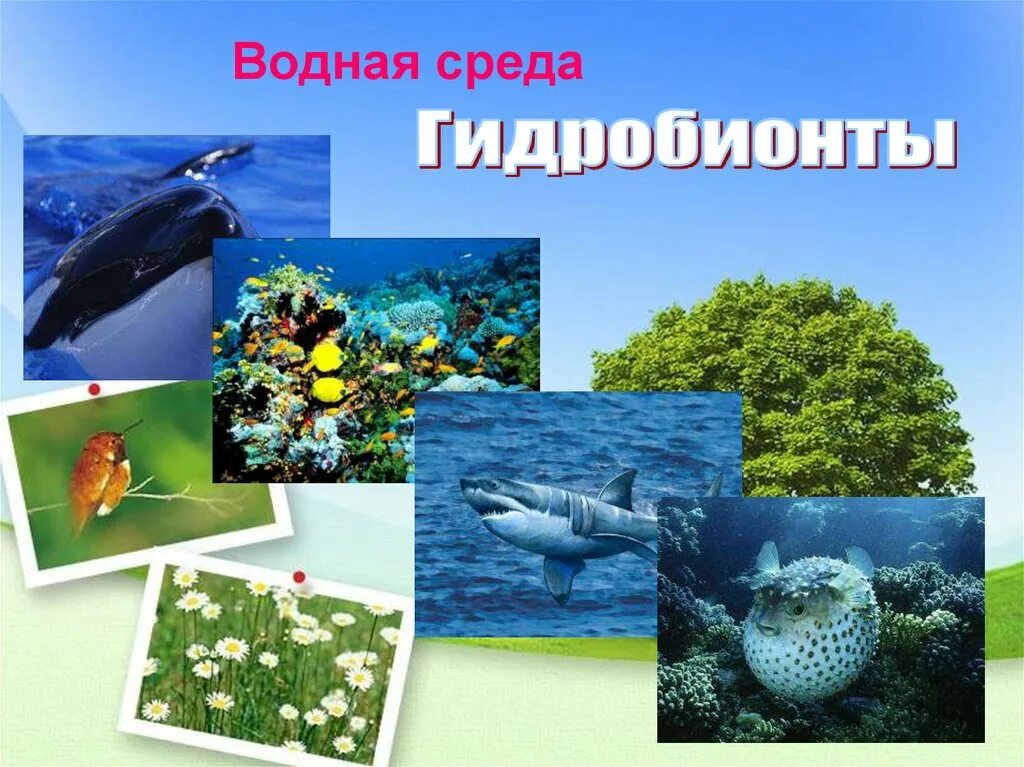 Организмы обитающие в воде. Доклад про водную среду. 5 класс биология проект водная среда. Презентация водная среда. Характеристика обитателей водной среды.