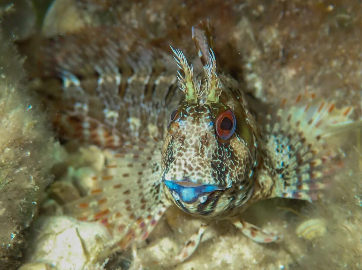 Черноморская скорпена-ёрш. Parablennius sanguinolentus. Морская собачка рыба черное море. Щучья морская собачка.