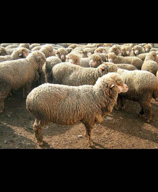 Авито породы овец. Курдючный барашек горный. Овцеводство в Алтайском крае. Овцеводство в Краснодарском крае. Продажные бараны.