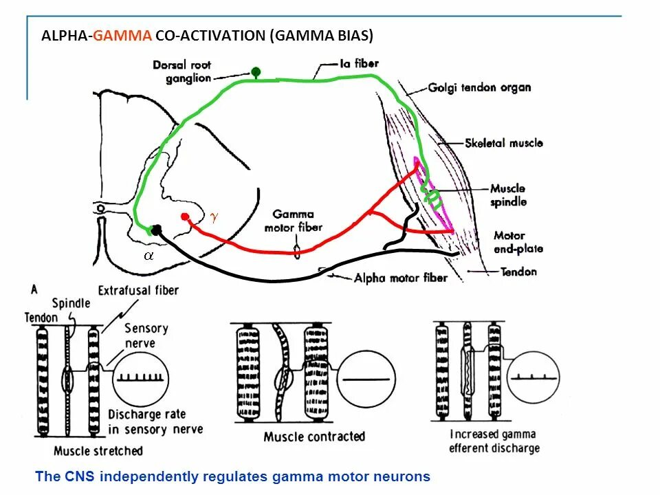 Prompt gamma neutron activation analysis