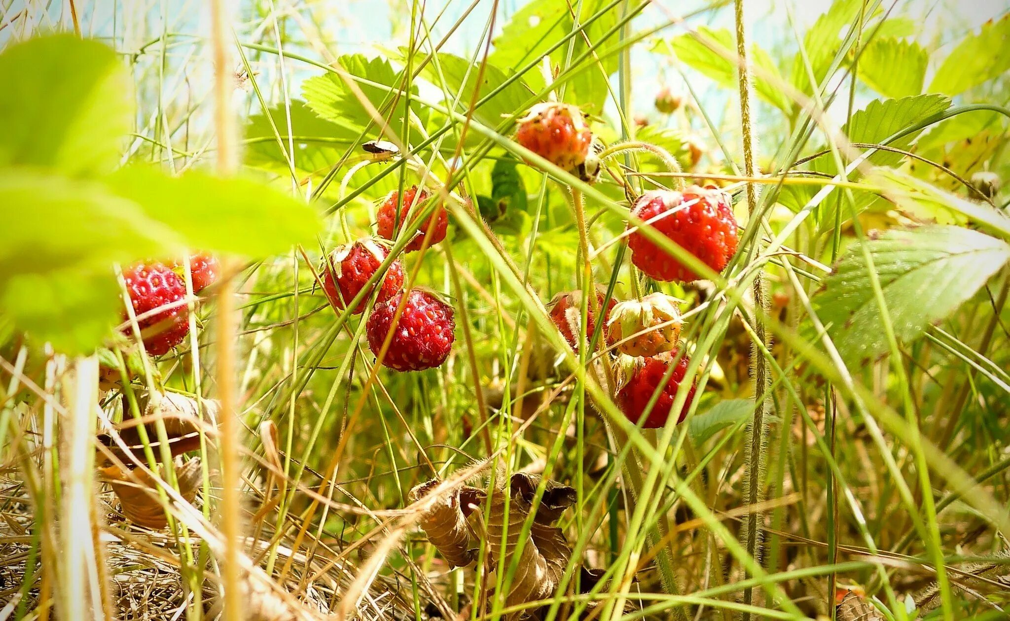 земляника деревня