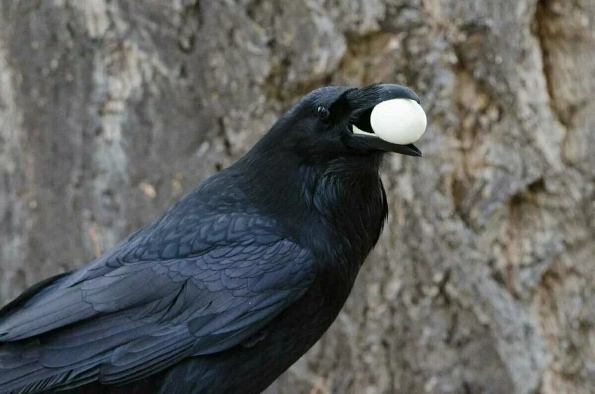 Новокаледонский ворон. Ворона в городе. Ворон 2: город ангелов фильм 1996. Германский ворон. Вороны в киеве.