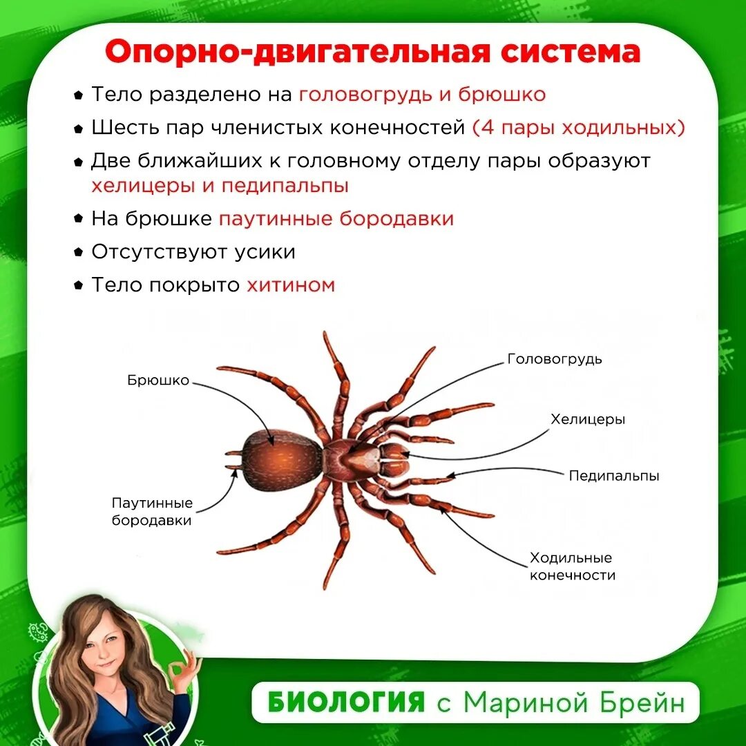 Паукообразные опорно двигательная. Опорно двигательная система паука. Класс паукообразные опорно двигательная система. Опорнодигательная система у паукообразных. Членистоногие тело разделено на