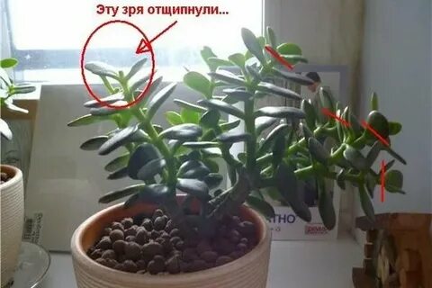 Как прищипывать денежное дерево