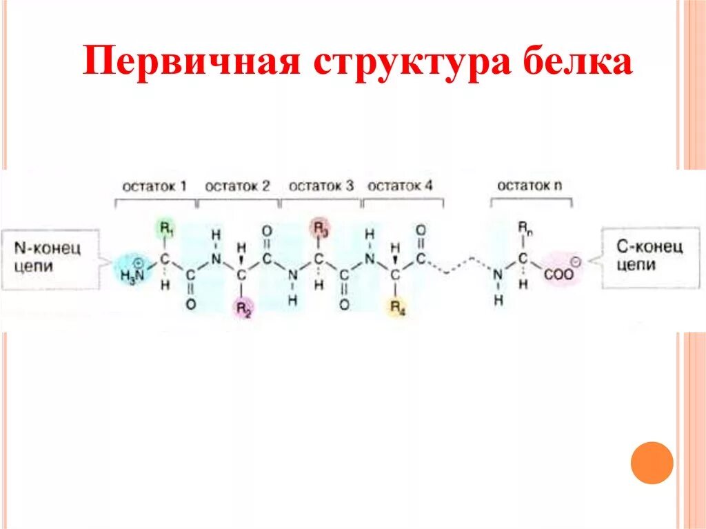 Первичная структура белка структура. Фрагмент первичной структуры белка. Первичная структура белка структурная формула. Первичная структура белка формула. Первичная структура белка называют