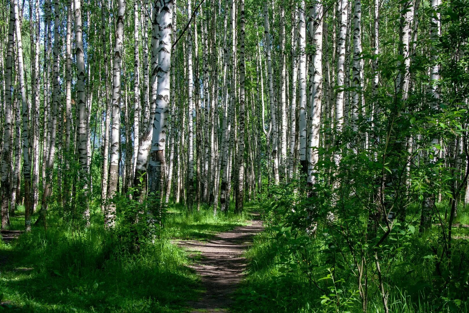 Береза даурская (betula dahurica). Железное дерево береза шмидта. Береза шмидта betula schmidtii. Березы в нечкинском парке. Береза приморский край.
