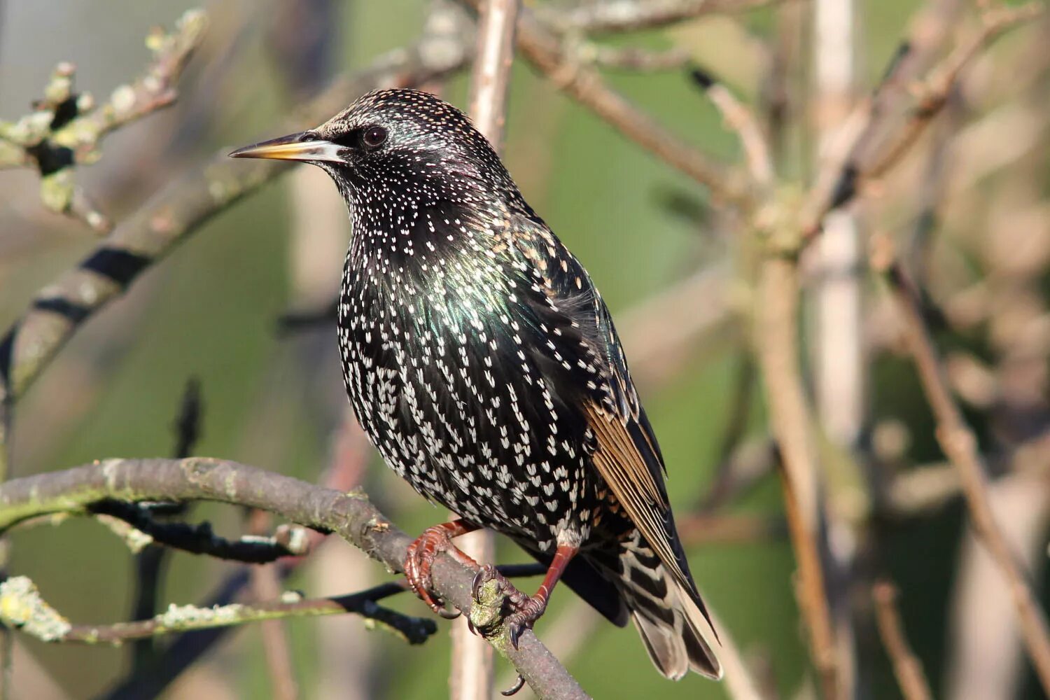 Пение скворца для детей. Скворец кавказский. Обыкновенный скворец (Sturnus vulgaris). Капский скворец. Белогрудый скворец.