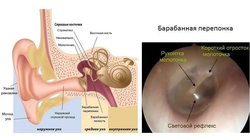 Положение барабанной перепонки. Строение ушной барабанной перепонки. Барабанная перепонка строение уха. Барабанная перепонка норма и отит. Воспалённая барабанная перепонка.