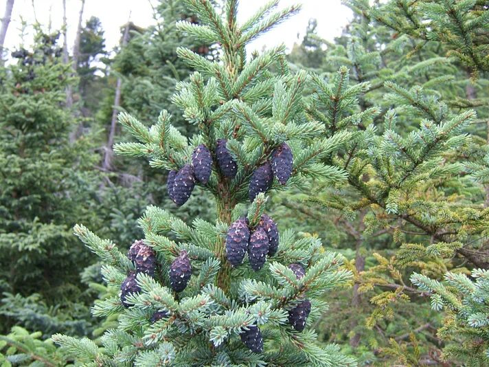 Ель черная Picea Mariana. Picea engelmannii шишки. Picea Mariana – ель Мариана. Абиес Нигра.