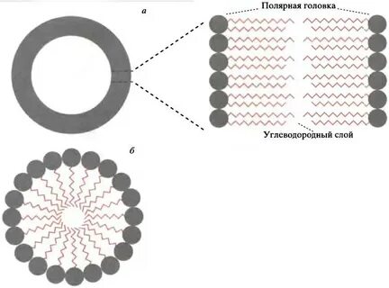 Формирование мембран