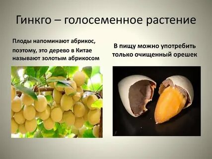 Дерево называют живым ископаемым