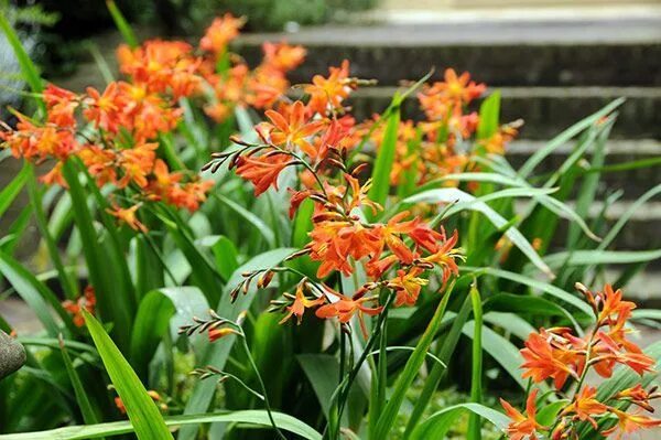 Fire Jumper #Crocosmia #veseysseeds #veseys #flower #garden #gardening #PEI #flo