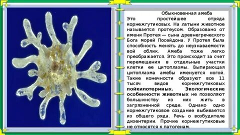 Амеба обыкновенная характеристика
