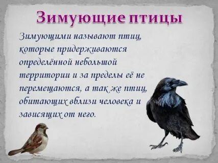 Почему птичку