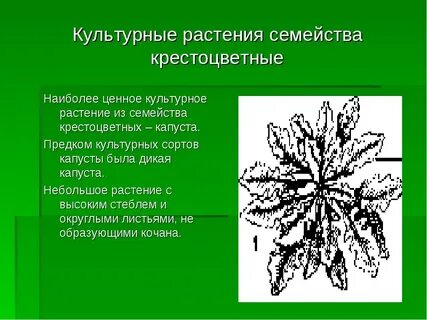 Характеристика семейства крестоцветные 7 класс