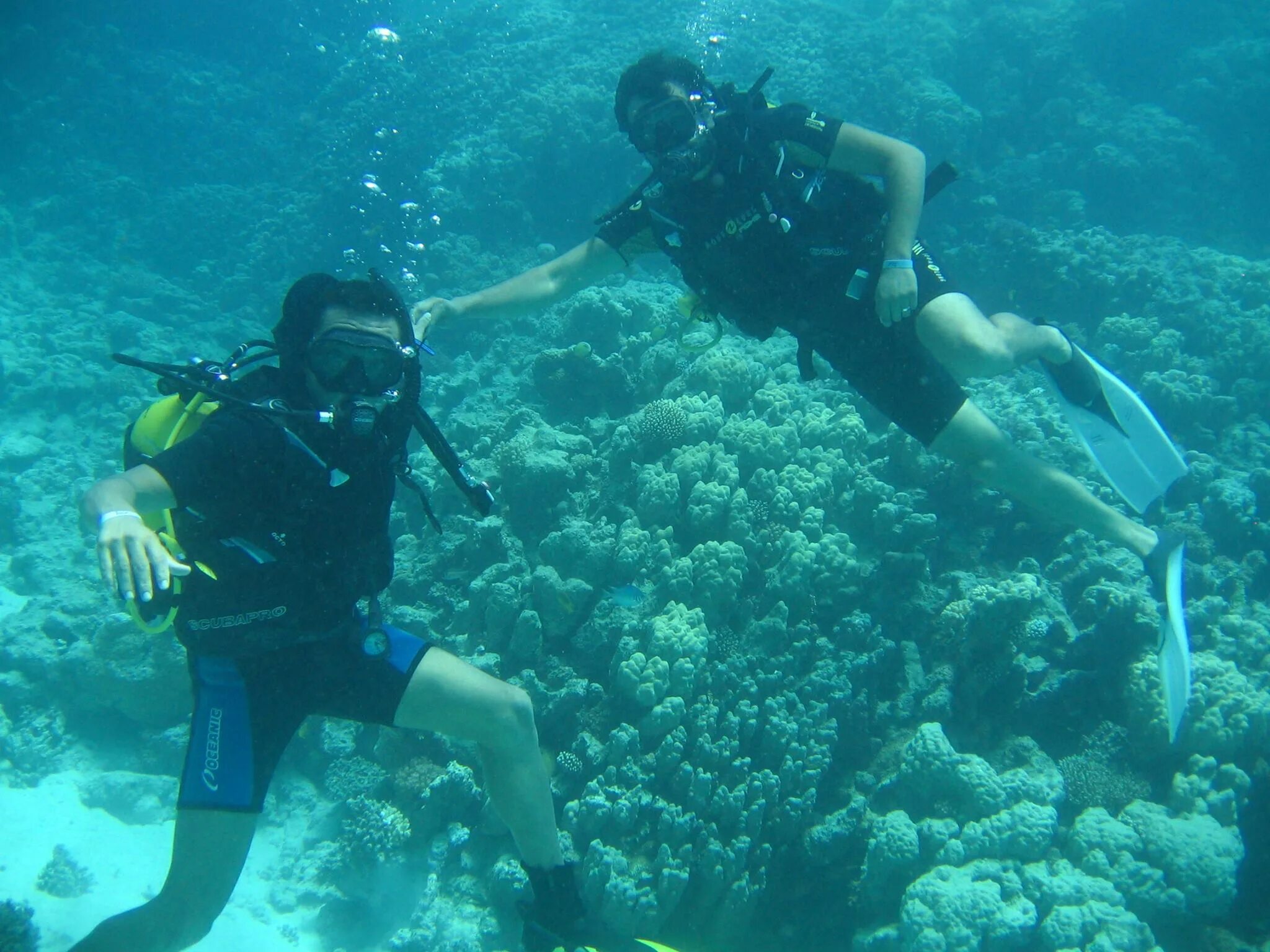 Красная вода в хургаде. Red Sea Divers Hurghada. Красное море Хургада под водой. Дайвинг в Хургаде. Авдеева дайвинг, Хургада.