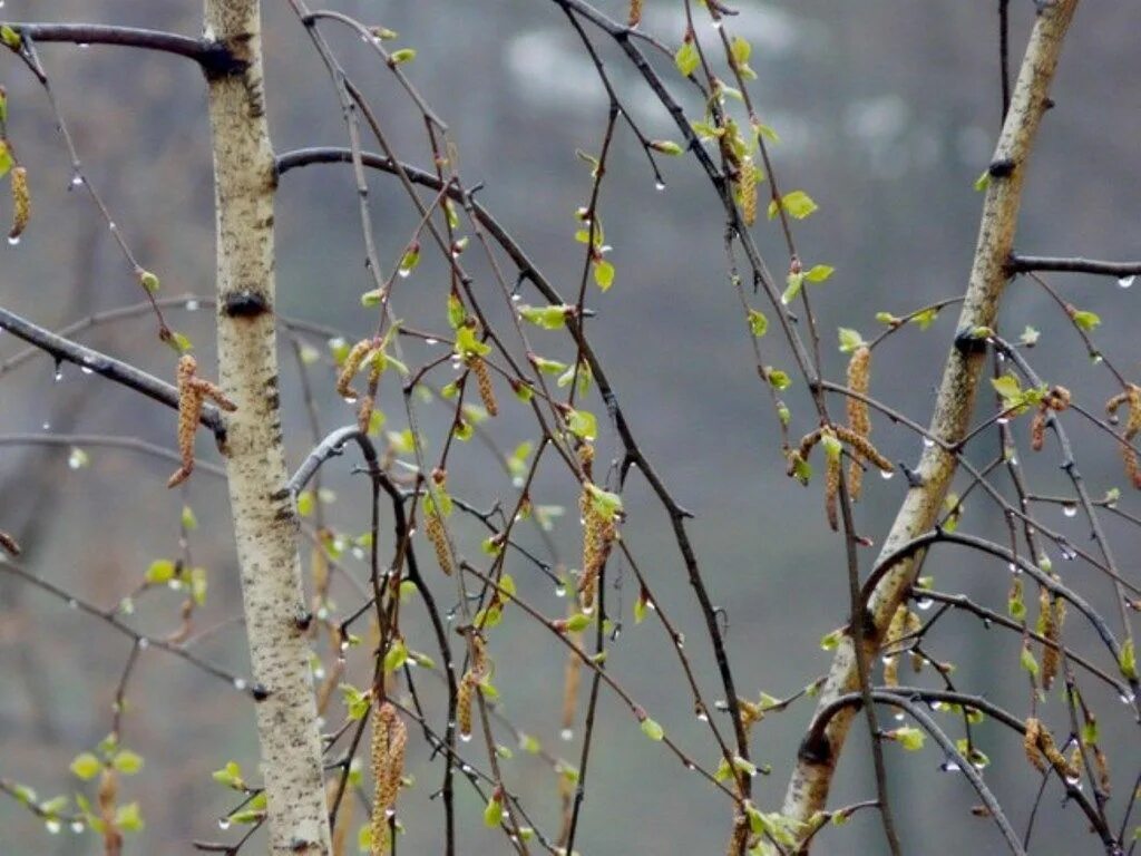 Береза весной. Береза ранней весной. Береза в апреле.