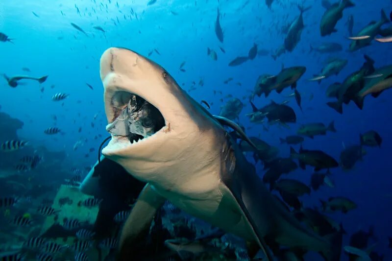 Есть ли в шарме акулы. Рифовая акула Шарм Эль Шейх. Акулы в Красном море Хургада. Акулы в Красном море Хургада нападение.