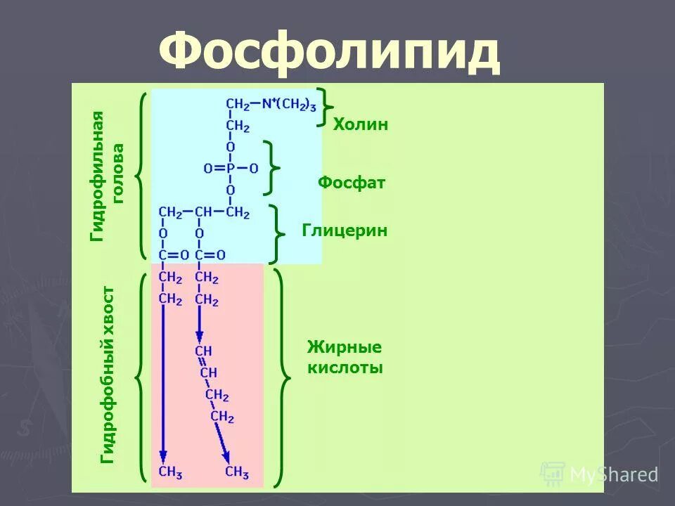 Схема фосфолипида. Заряд фосфолипидов. Глицерин фосфолипид. Фосфолипид строение.