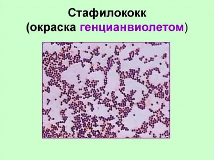 Стафилококк половым