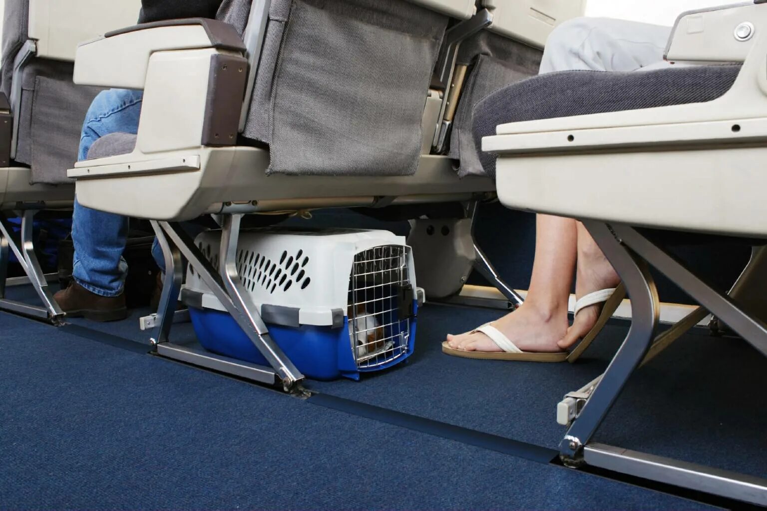 Можно перевозить собак в самолете. Животные в салоне самолета. Переноска под сиденье самолета. Собака в салоне самолета. Перевозка животных в самолете.
