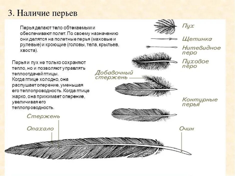 Естественный процесс смены шерстного и перьевого покрова. Пуховое перо птицы строение. Строение махового пера у птиц. Строение покровного пера птицы. Пуховое перо голубя строение.