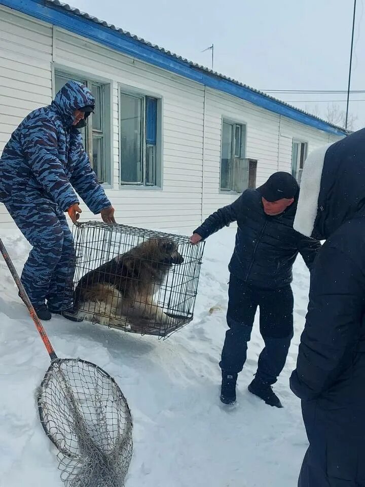 Служба отлова диких животных. Приспособление для отлова собак.