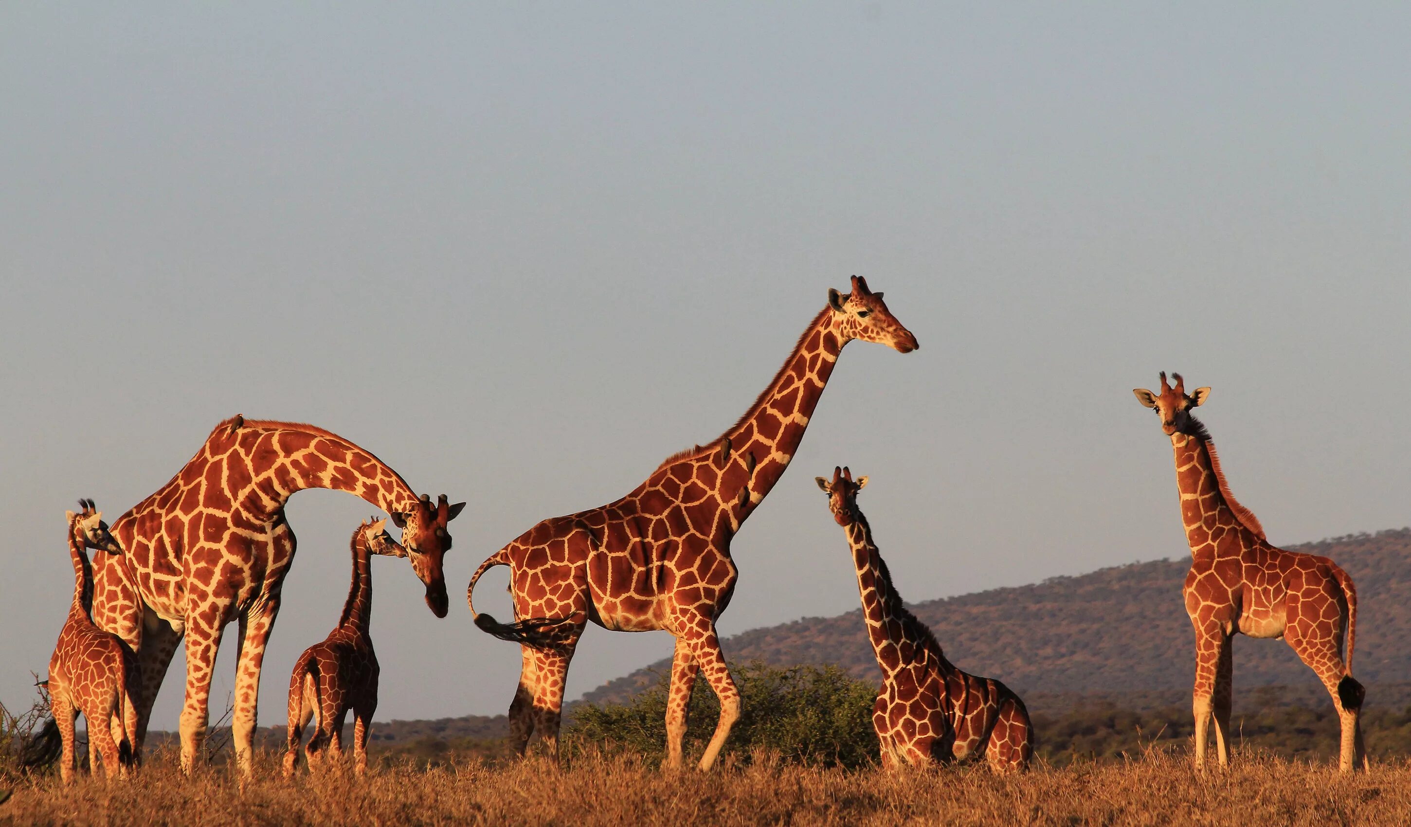 Южноафриканский Жираф. Эндемики Африки Жираф южноафриканский. Нубийский Жираф. Жираф в саванне.