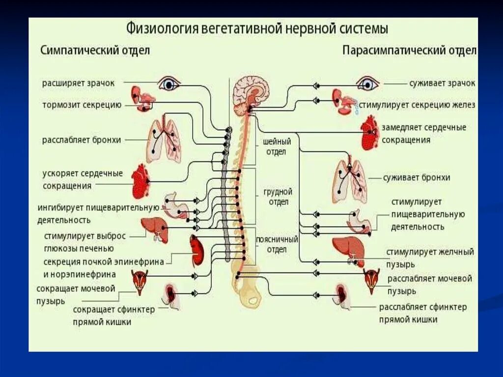 Укажите симпатические нервы. Нервная система человека схема симпатическая и парасимпатическая. Структура и функции автономной вегетативной нервной системы. Парасимпатическая система и симпатическая система. Вегетативная нервная система схема иннервации органов.