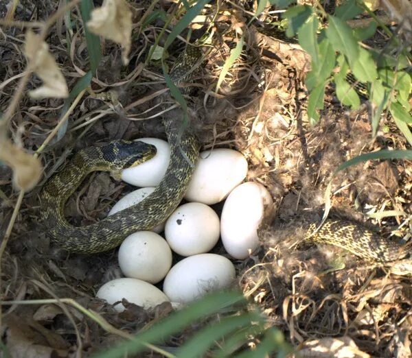 Snake with eggs Backyard, Snake, Stock wallpaper