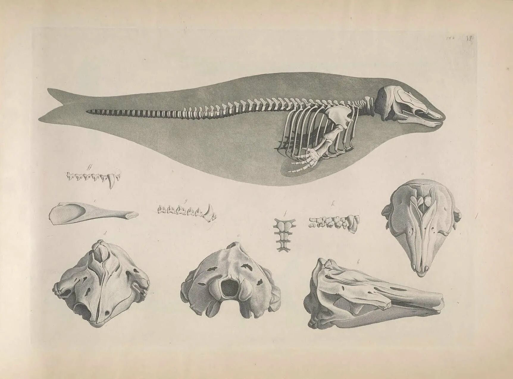 Ласты кита и роющие конечности. Скелет кита анатомия. Строение скелета китообразных. Череп китообразных. Скелет дельфина.