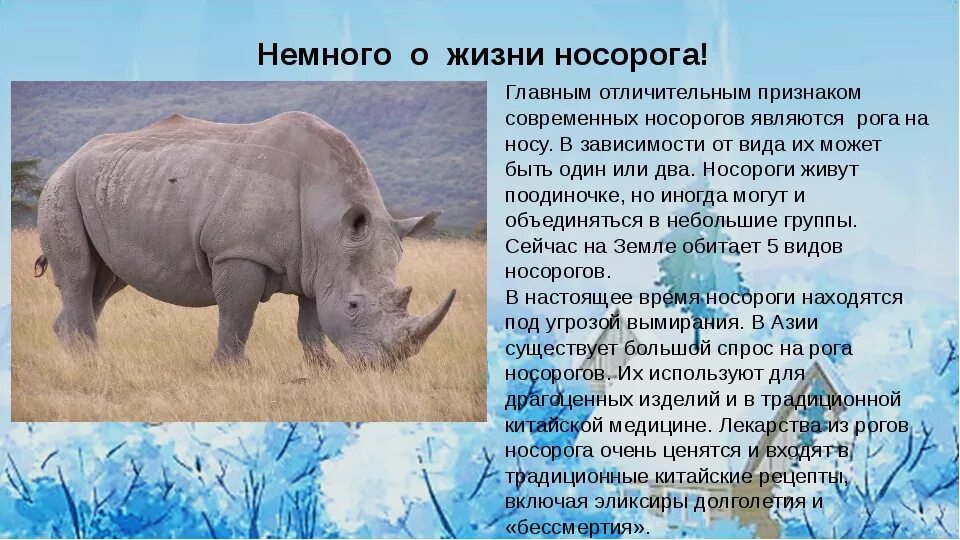 Носорог доклад. Белый носорог описание. Доклад о белом носороге. Рассказ про носорога. Носорог природная зона