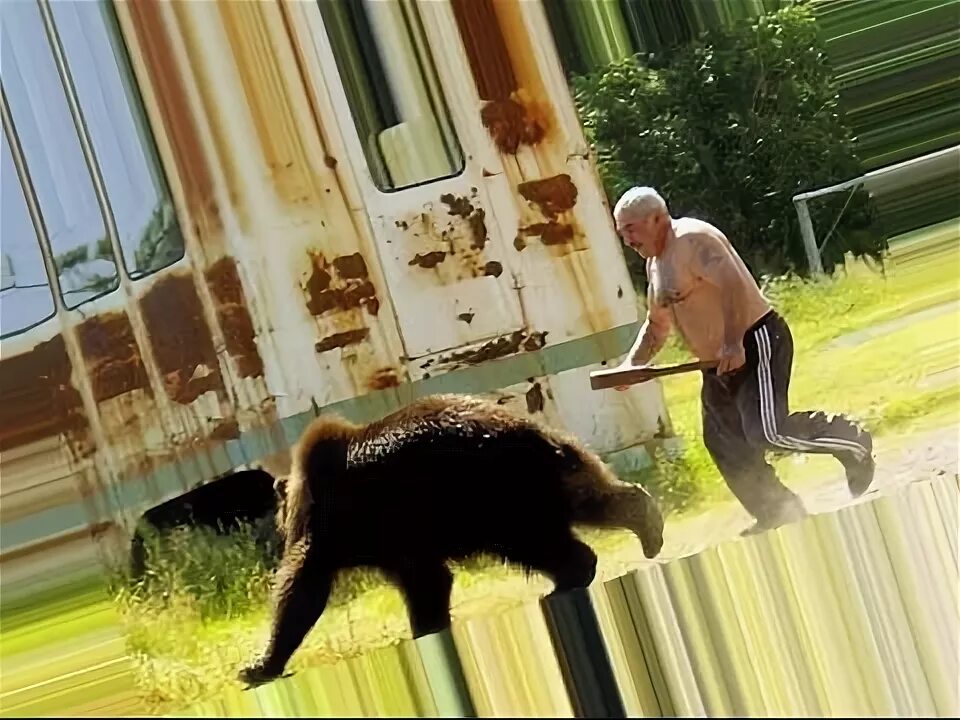 Медведь с палкой. Мужик гонится за медведем. Медведь догоняет человека. Медведь гонится за человеком.